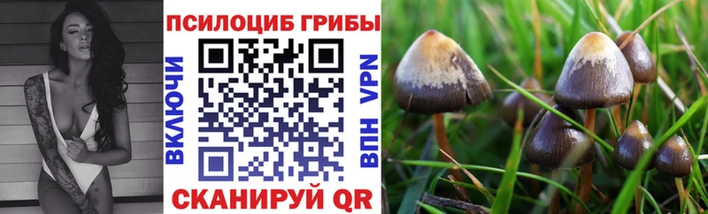 Псилоцибиновые грибы Cubensis MEGA ССЫЛКА Калач сколько стоит